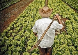 Imagen de archivo de un trabajador del campo.