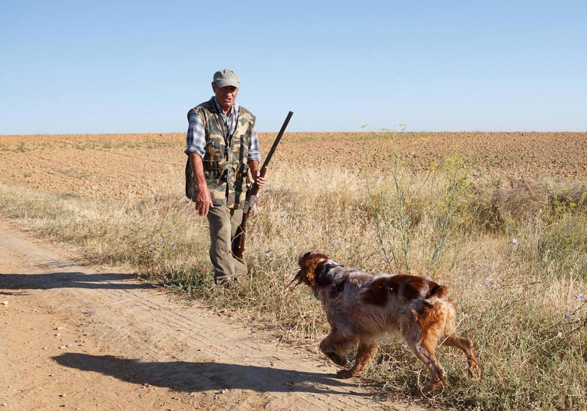 Perros de caza.