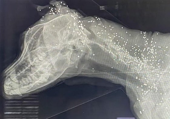 Imagen de la radiografía del animal.