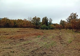 Una de las áreas desbrozadas.