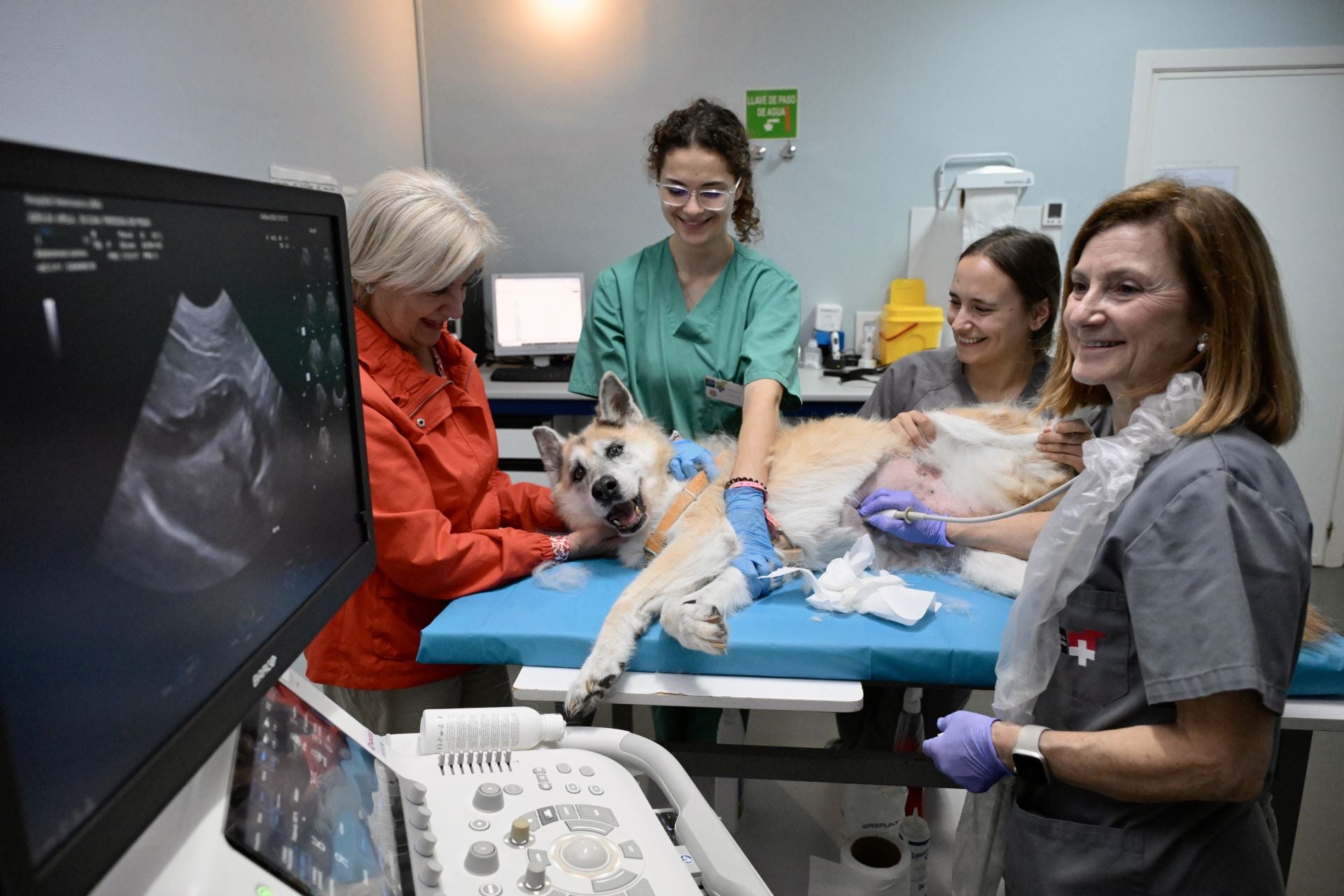 Un perro es atendido en una clínica veterinaria en una imagen de archivo.