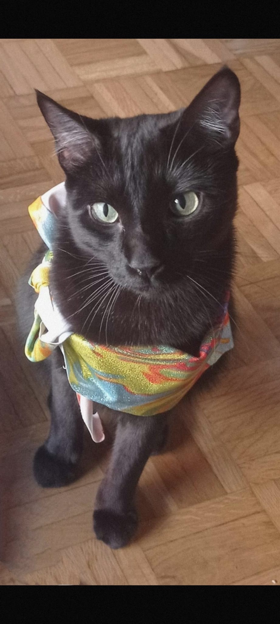 Blacky, de 3 años, es un precioso gatito negro con impresionantes ojos que lee leonoticias con su dueño desde la zona del Hospital de León. Un abrazo para ambos.