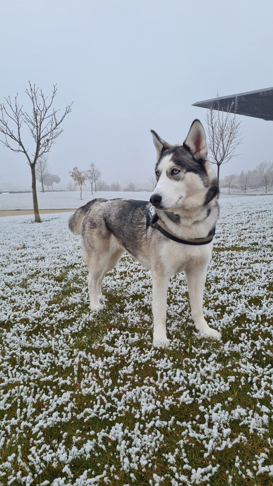 Esla es un Husky Siberiano a la que le encanta el frío de León. Ya tiene dos añitos y no es la primera vez que sale en la web de leonoticias, ya que es la mascota de Rubén Fariñas, uno de los redactores.
