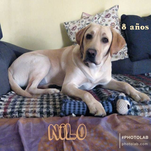 Estas son las mascotas de nuestros lectores