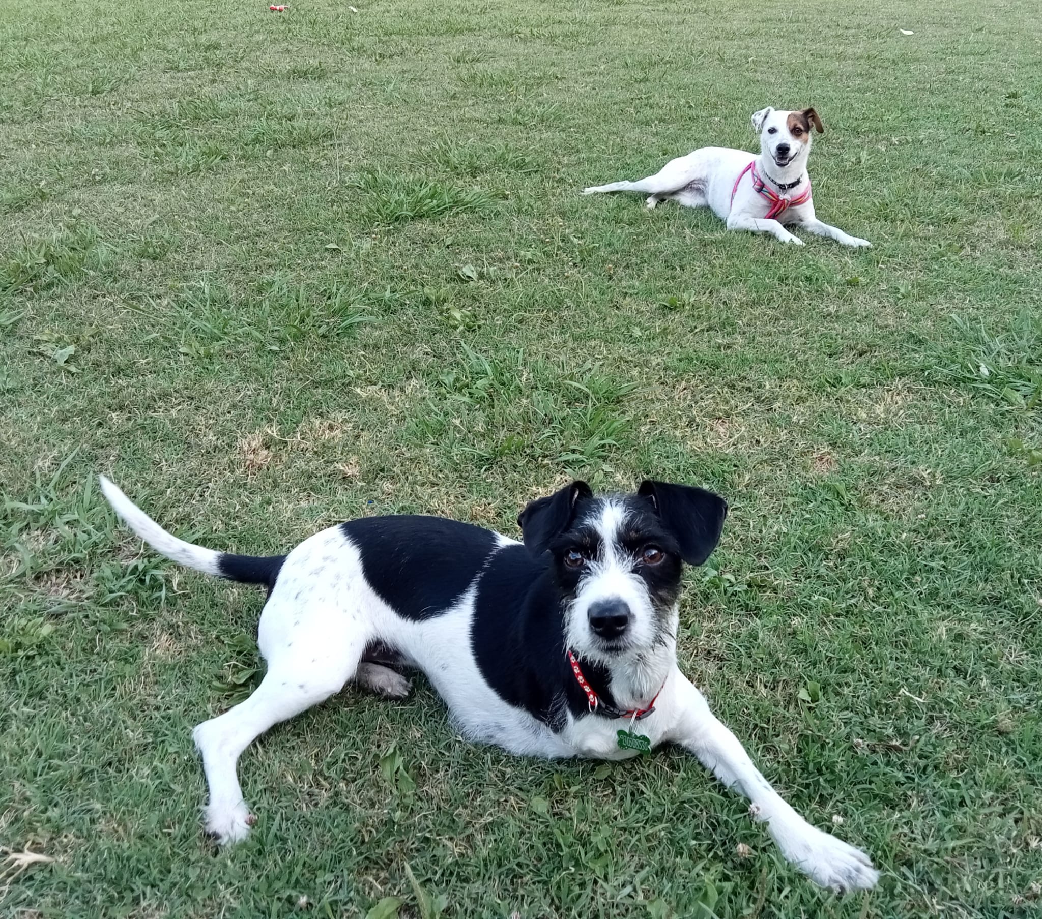 Newén (blanca y marrón) y Triskel (negra y blanca) ambas perritas rescatadas de la calle en Melipilla, Chile. Newén en noviembre de 2018 y Triskel en abril de 2021. Ambas estaban en mal estado en el momento que sus dueños las recogieron, especialmente Triskel, cuya patita delantera derecha no pudo ser salvada debido al nivel de infección en ella, y de ahí su nombre.