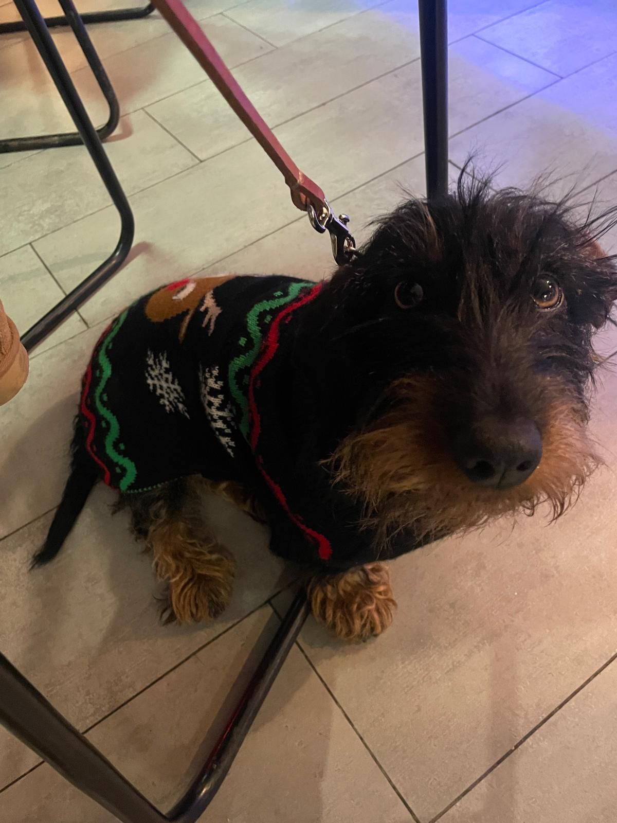 Pipa es una preciosa teckel de pelo duro que ha celebrado sus tres años el 13 de febrero, desde aquí: ¡Felicidades! Y muchas gracias por leernos!