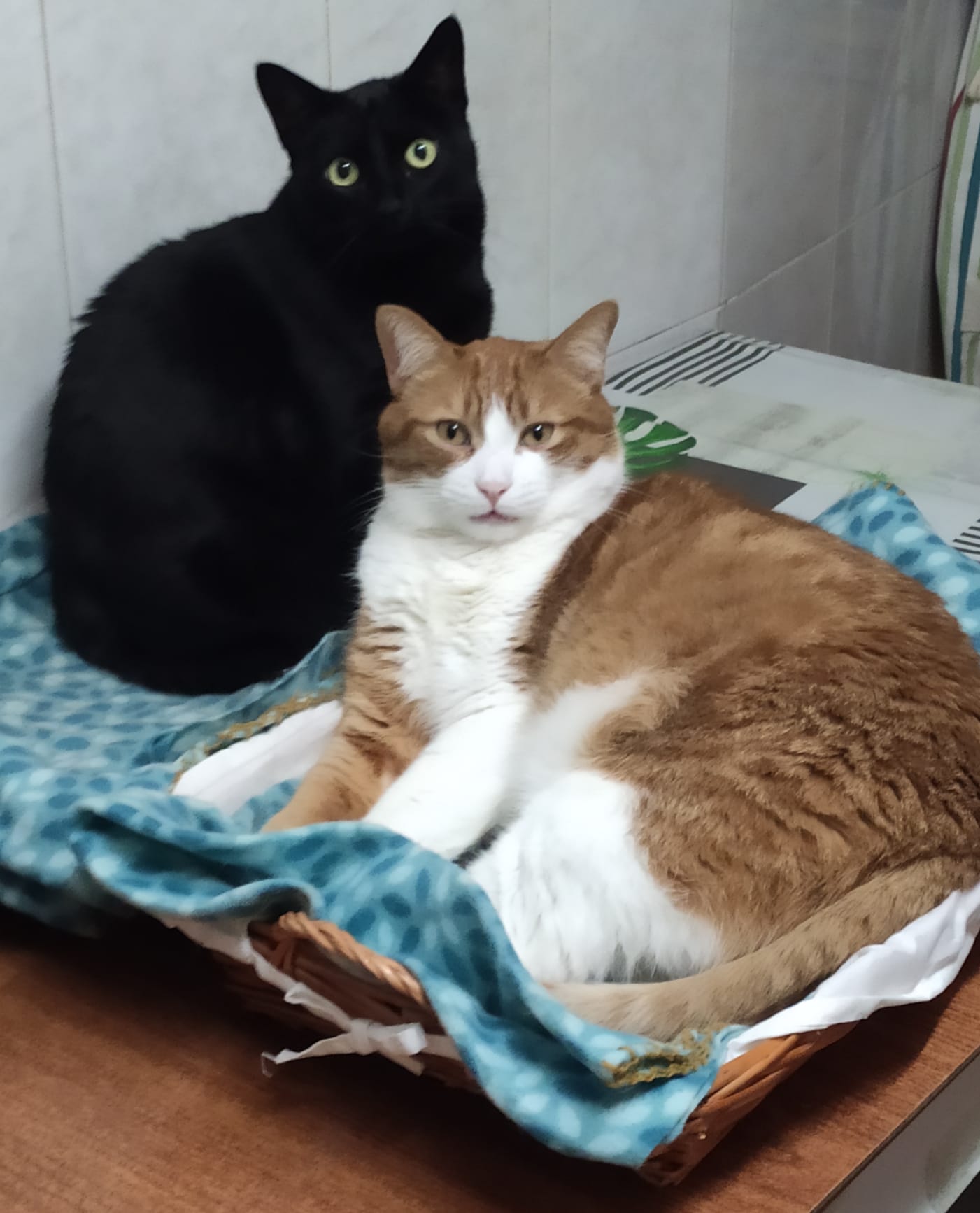 Sombra, la gatita negra de cuatro años y Bruno, el macho pelirrojo de cinco años, comparten aventuras en casa de Elena que nos lee desde León y nos sigue en Instagram. ¡Gracias!