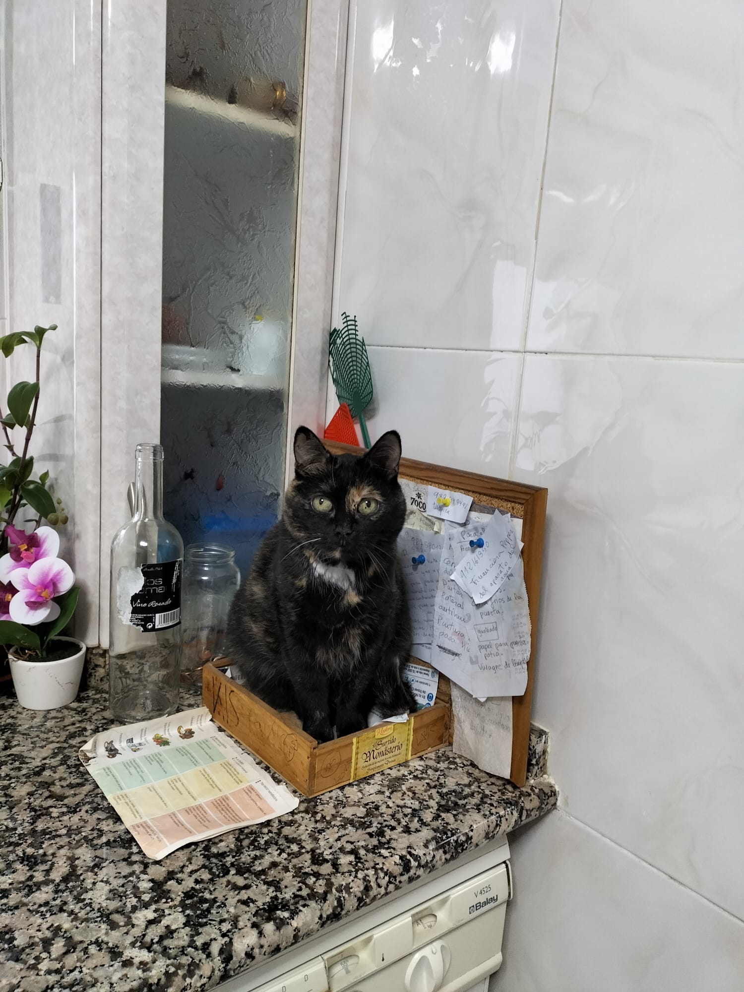 Tura,13 años de León.