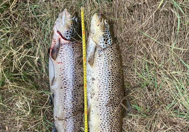 Imagen de truchas pescadas por David Benavides.