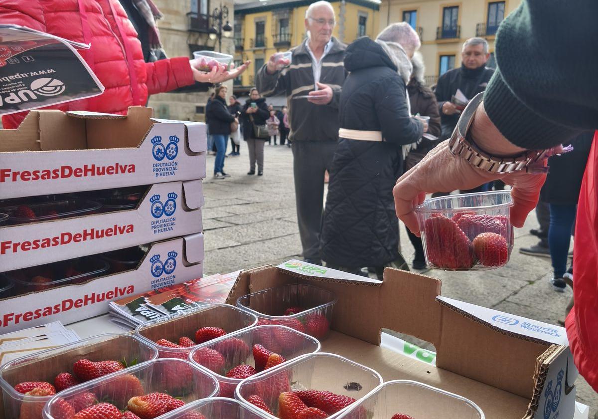 Reparto de fresas de Huelva este jueves en León.