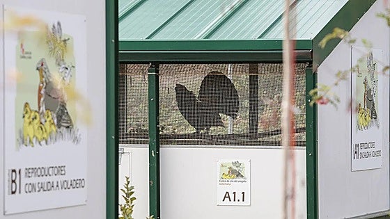 El centro de cría del urogallo en la provincia de León, referente internacional de la especie