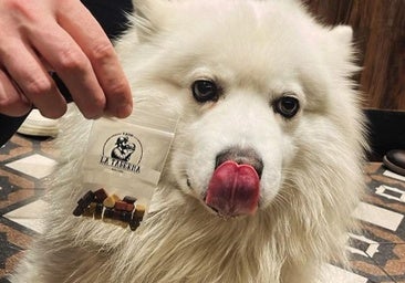 Cuatro restaurantes de León consiguen los nuevos Soletes con mascotas