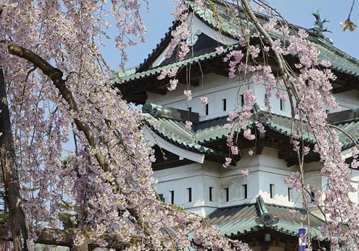 Florecen los cerezos en Japón.