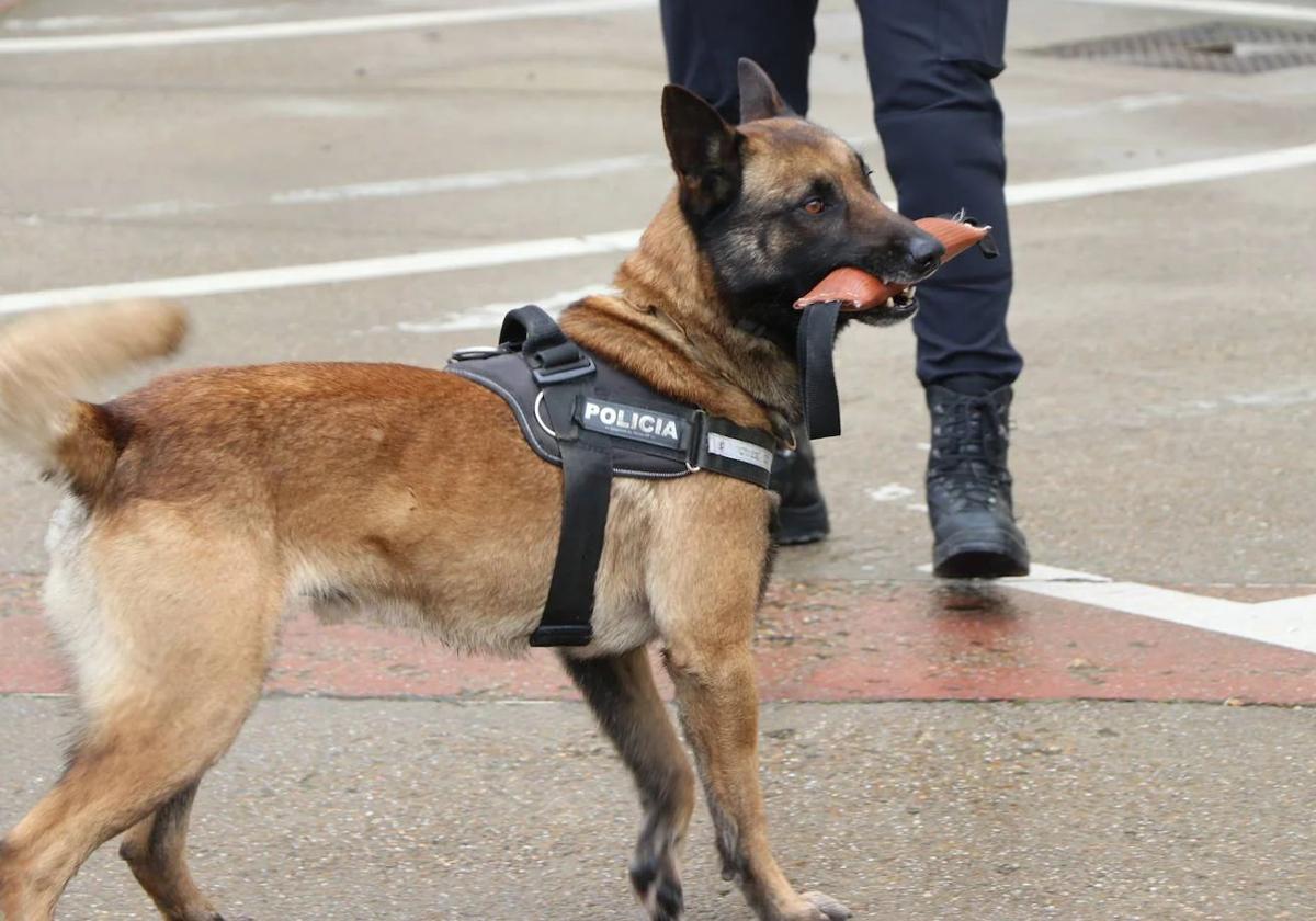 Turbo, el perro policía, se jubila en León y pone rumbo a Burgos
