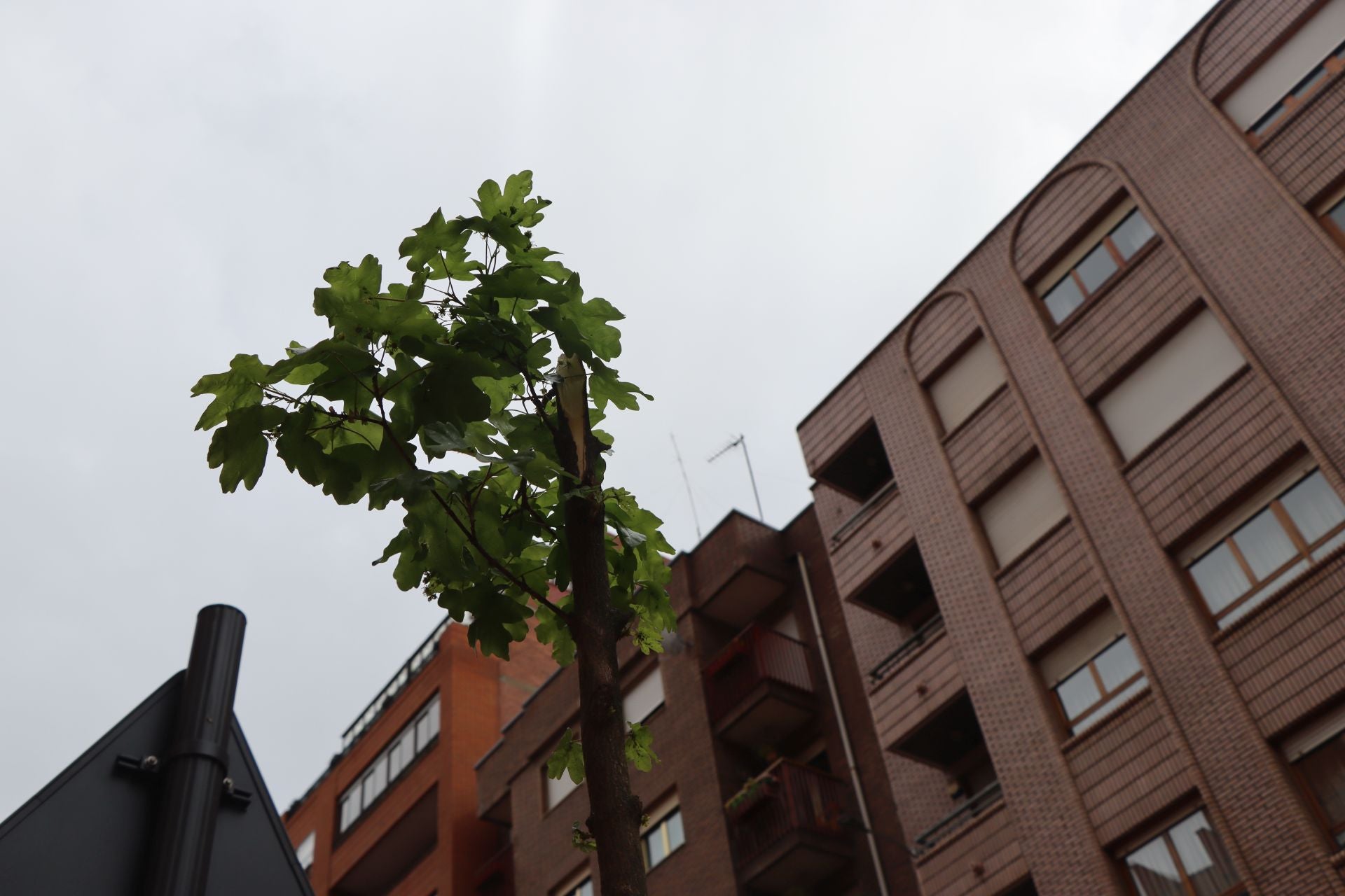 18 árboles destrozados en Padre Isla