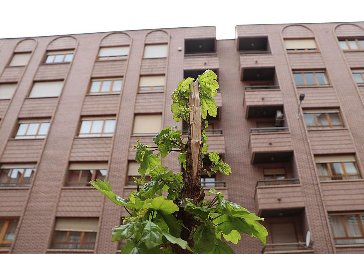 18 árboles destrozados en Padre Isla