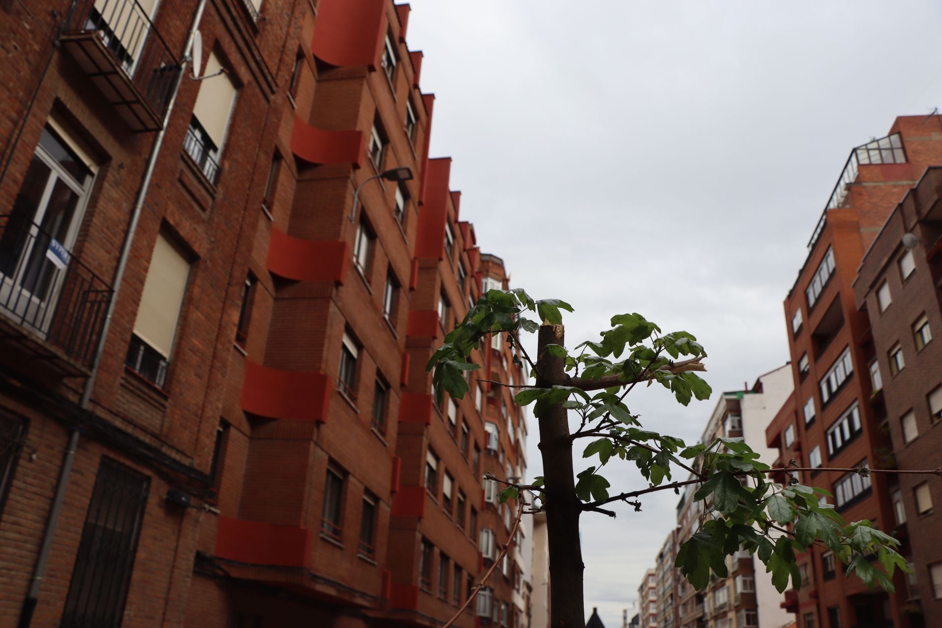 18 árboles destrozados en Padre Isla