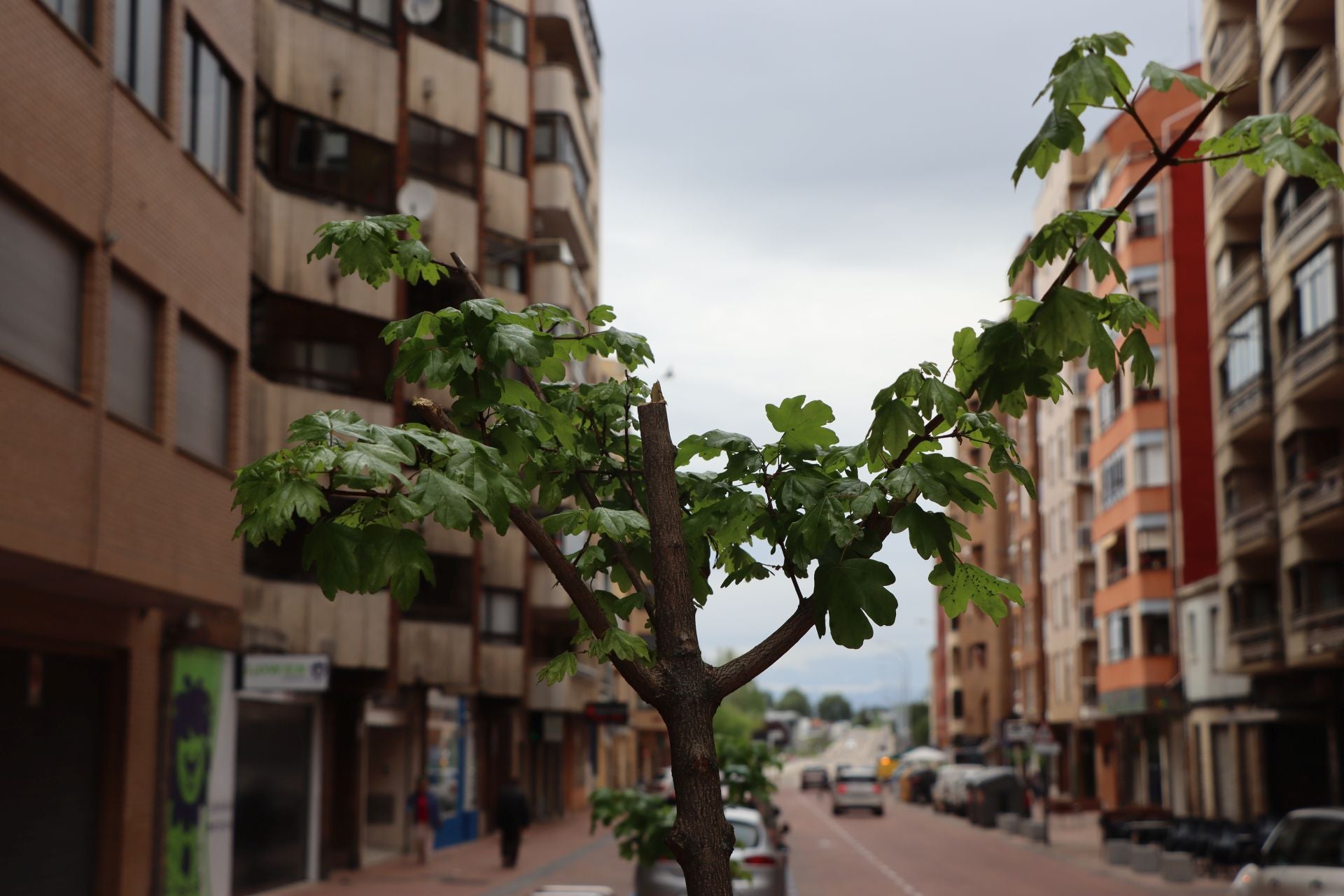 18 árboles destrozados en Padre Isla