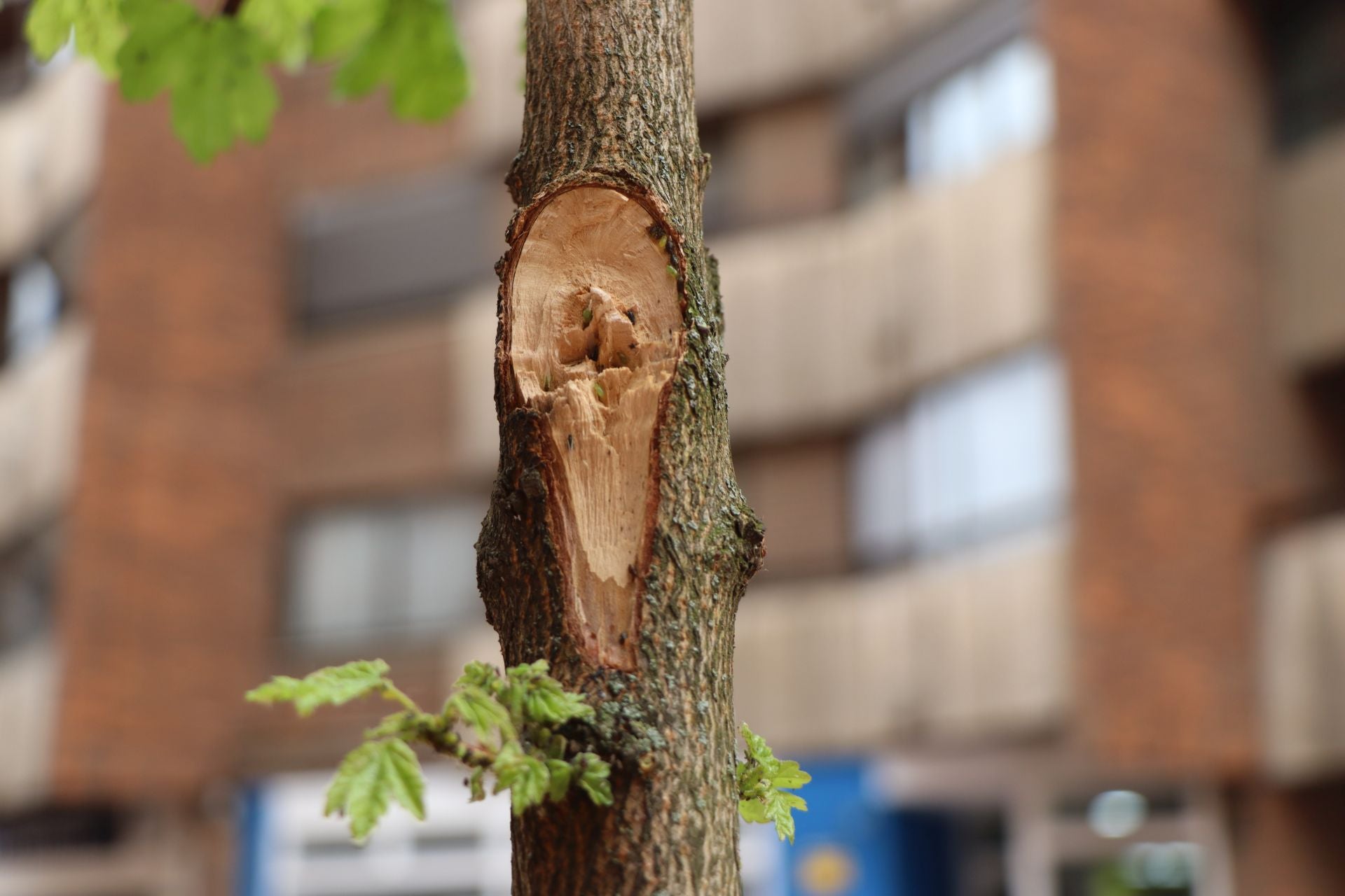 18 árboles destrozados en Padre Isla