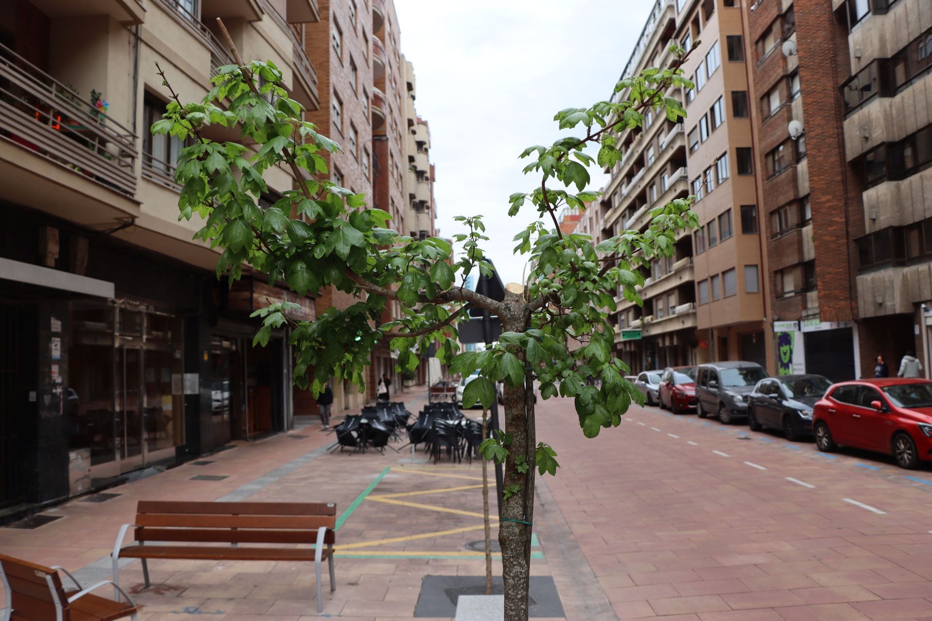 18 árboles destrozados en Padre Isla