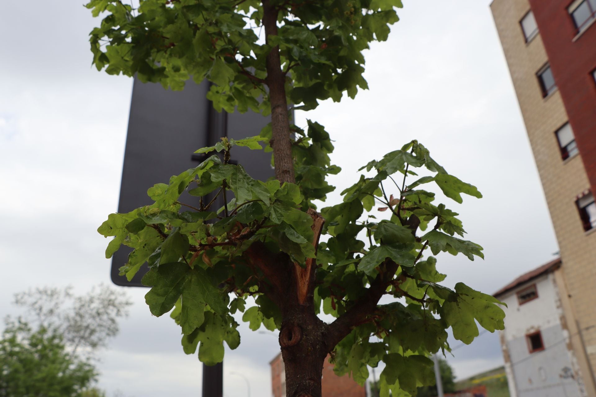 18 árboles destrozados en Padre Isla
