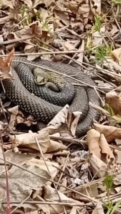 Encuentran una culebra en La Lastra