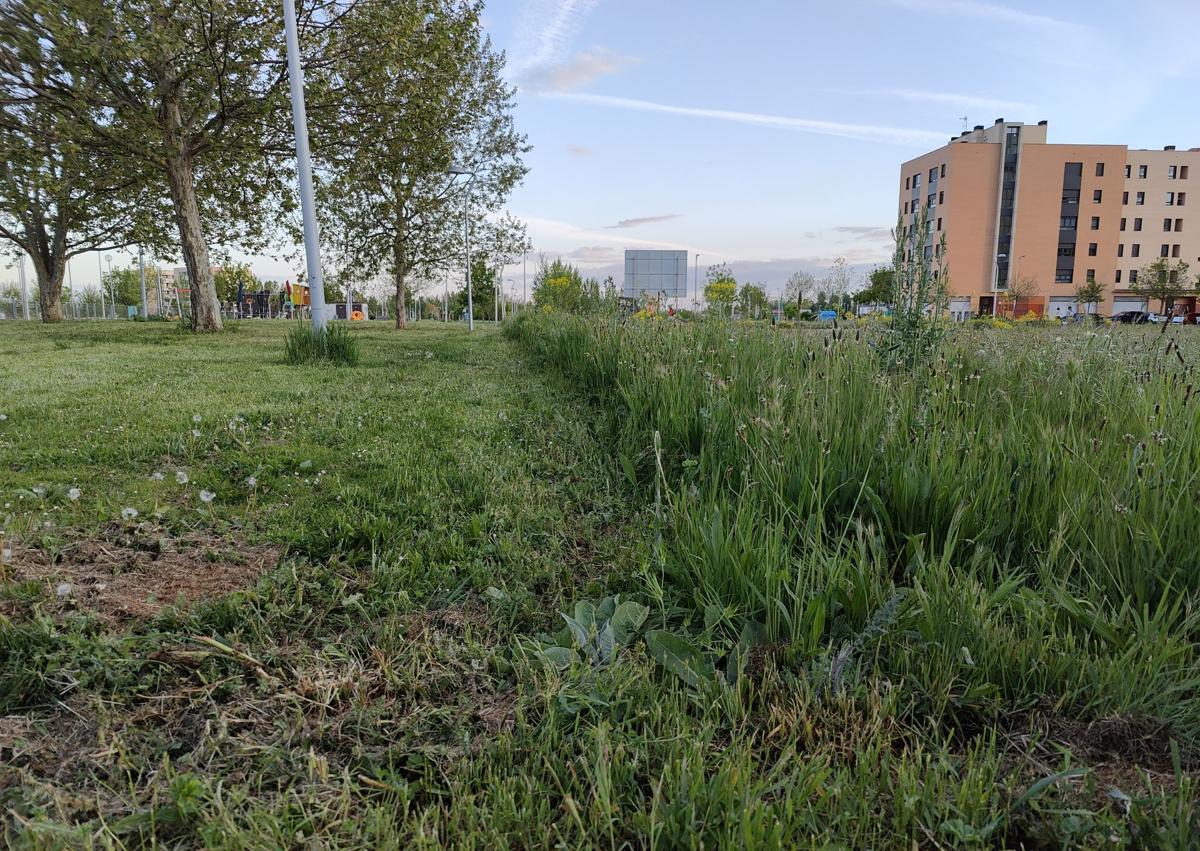 Imagen secundaria 1 - Vecinos de La Lastra denuncian la falta de limpieza en solares: «Primero garrapatas, ahora reptiles»
