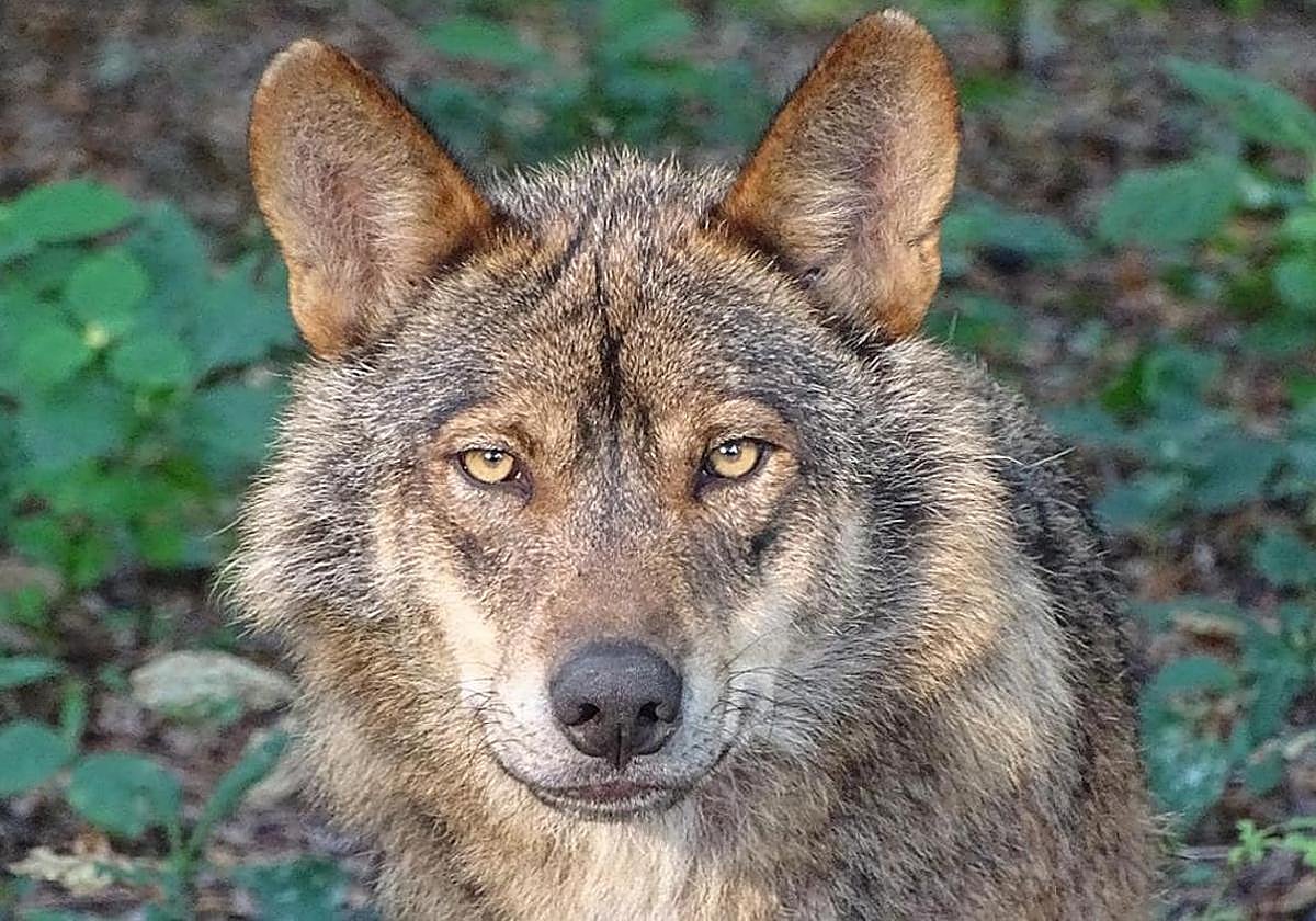 Pacma se concentrará frente al Congreso para exigir la protección del lobo ibérico