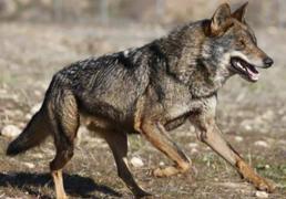 Los ataques de lobo se reducen en la Montaña Oriental este 2024