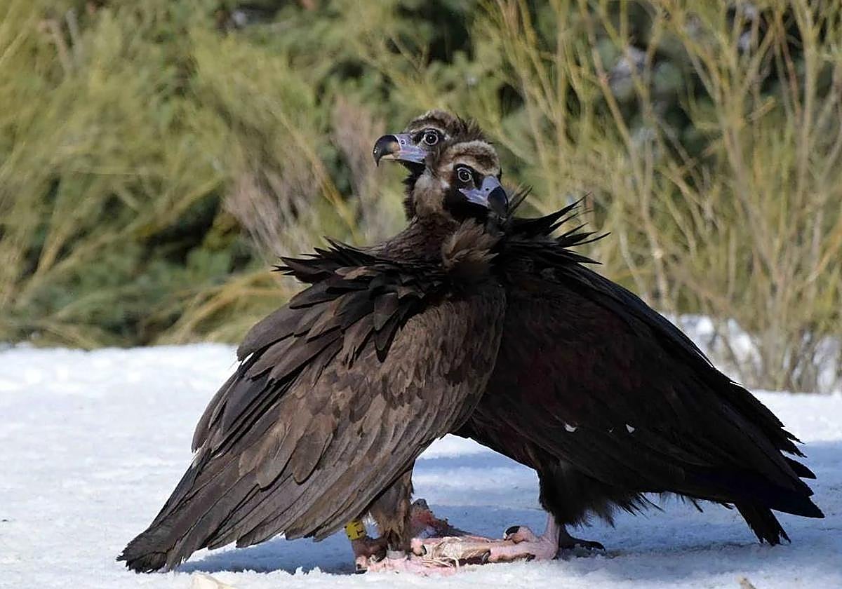 Imagen de archivo de dos buitres negros.