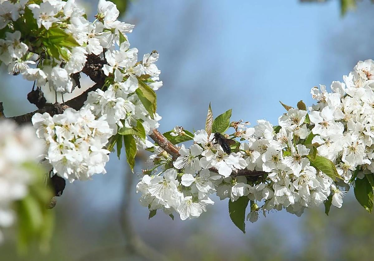 Imagen de archivo de cerezos en flor en en Bierzo.