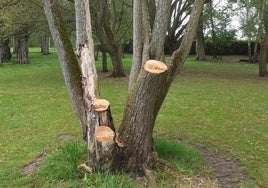 Árboles podados en La Candamia.
