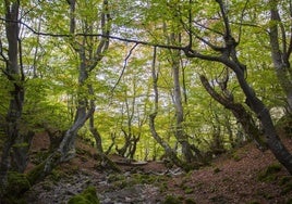 El Faedo de Ciñera.