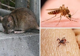 Diversos animales que aumentan su número con la llegada del verano