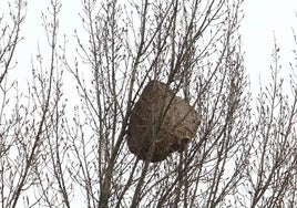 Unnido de velutina en Ponferrada.