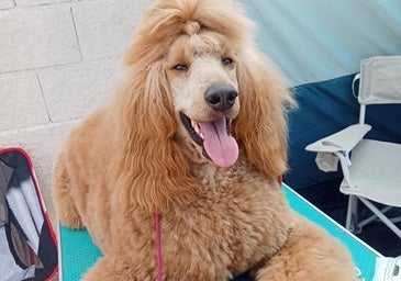 El campeón de los caniches gigantes leonados es de León