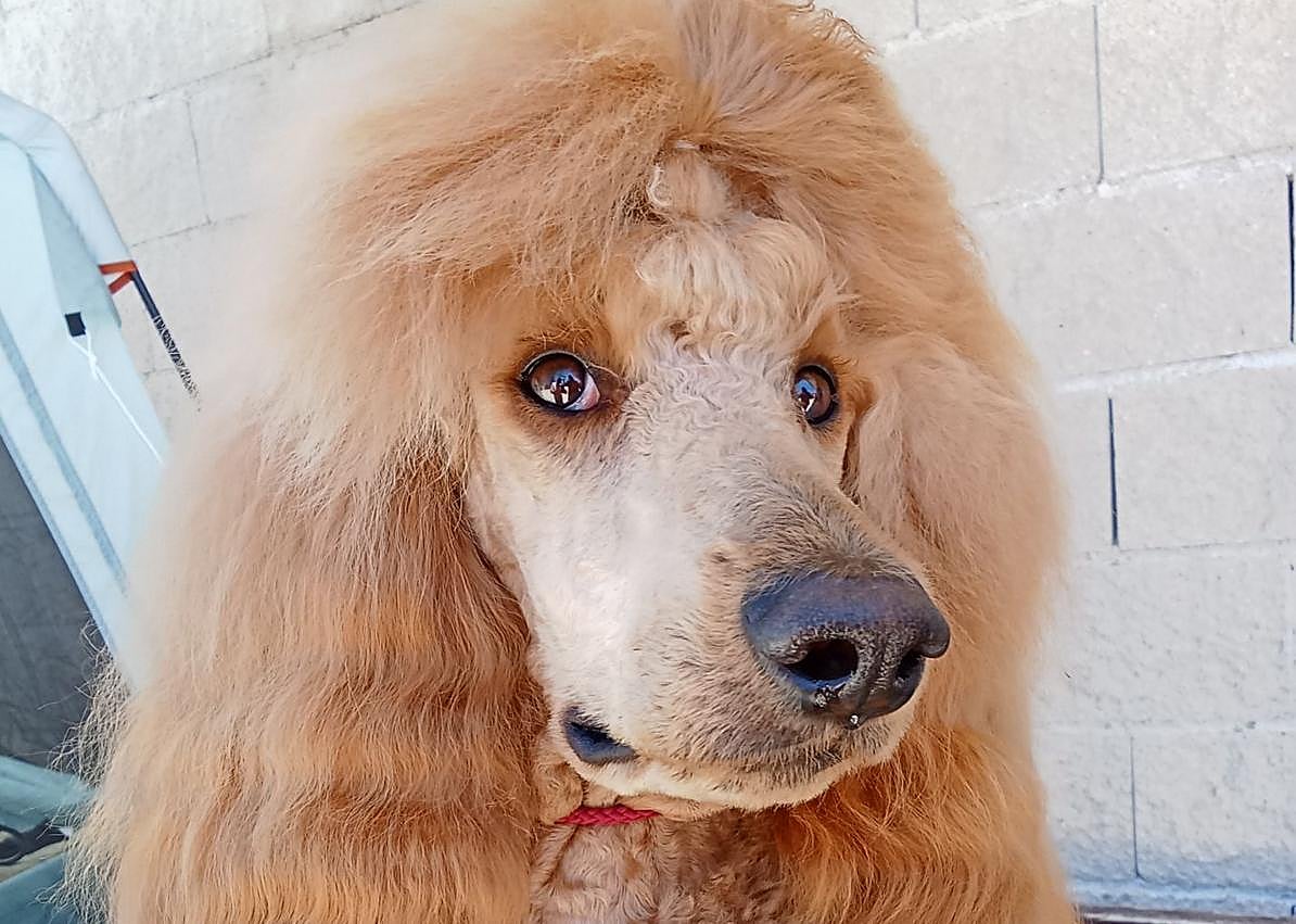 Imagen secundaria 1 - Alfred, un perro con estrella.