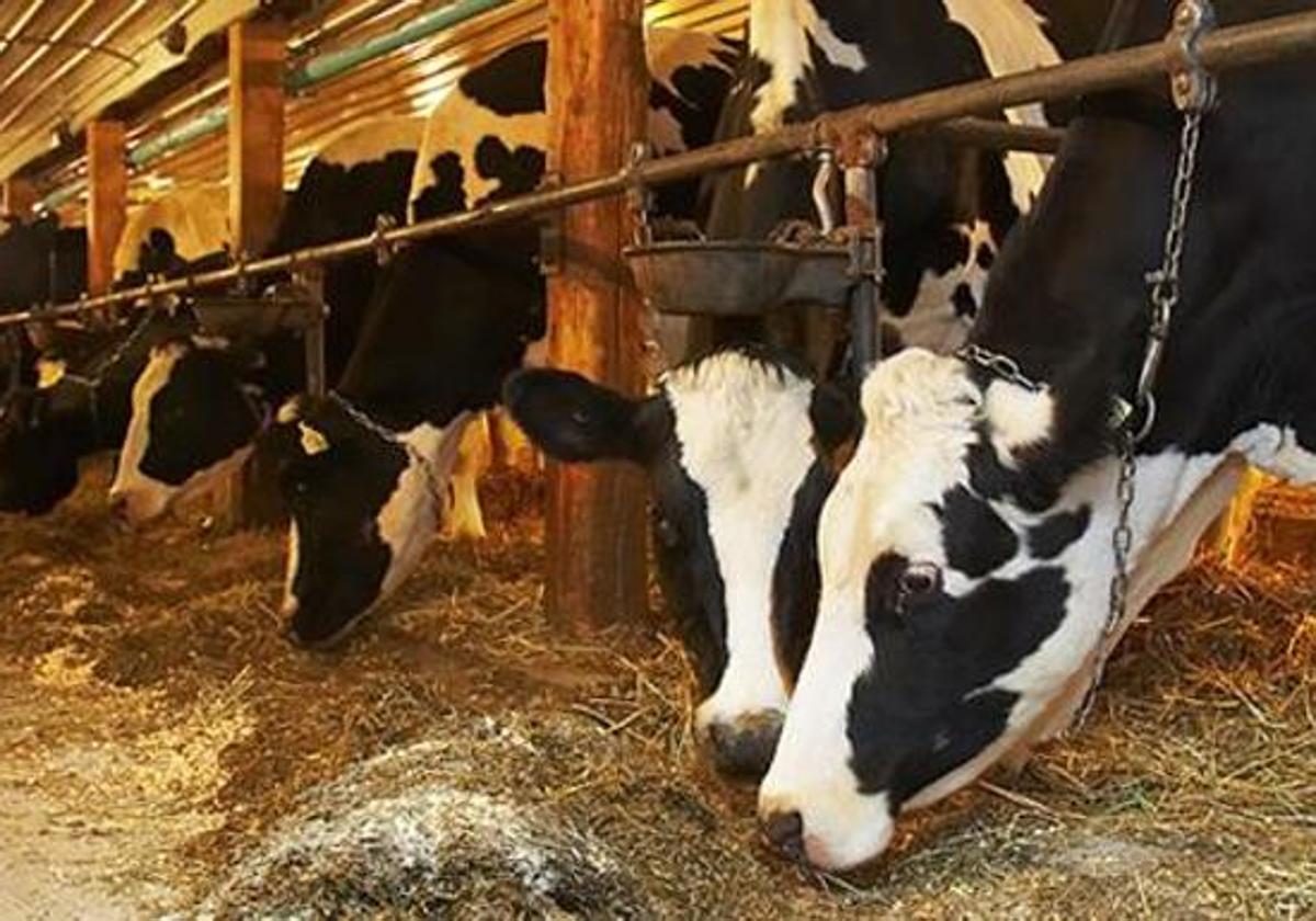 Vacuno de leche en la provincia.