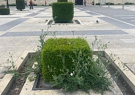 Situación en San Marcos.