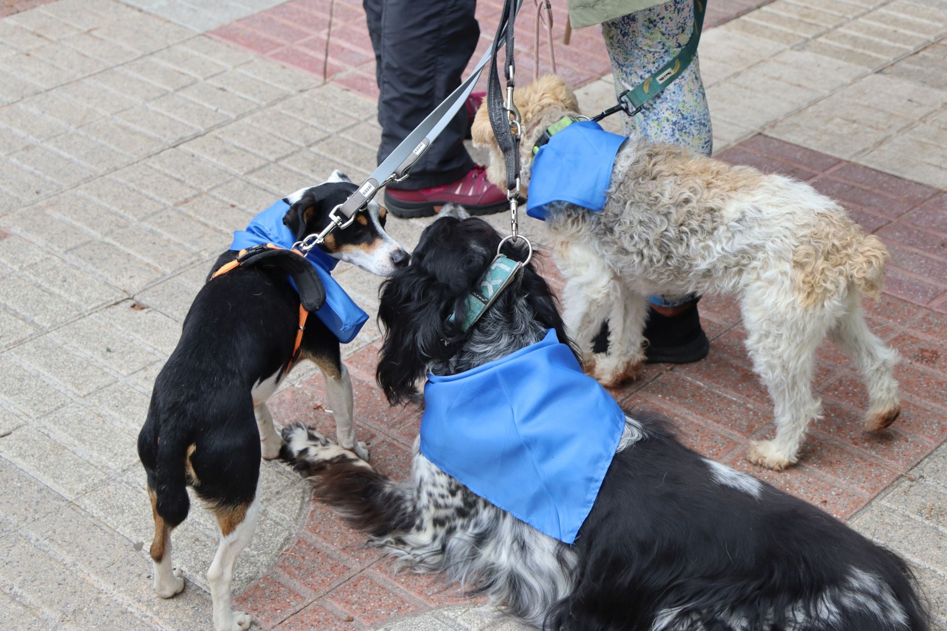 Imágenes de la manifestación veterinaria en León