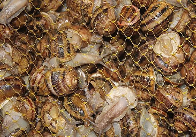 Imagen de los caracoles ya seleccionados,