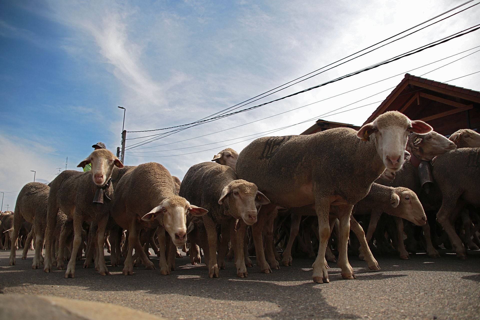 Un rebaño de 2.500 ovejas atraviesa León buscando pastos al norte