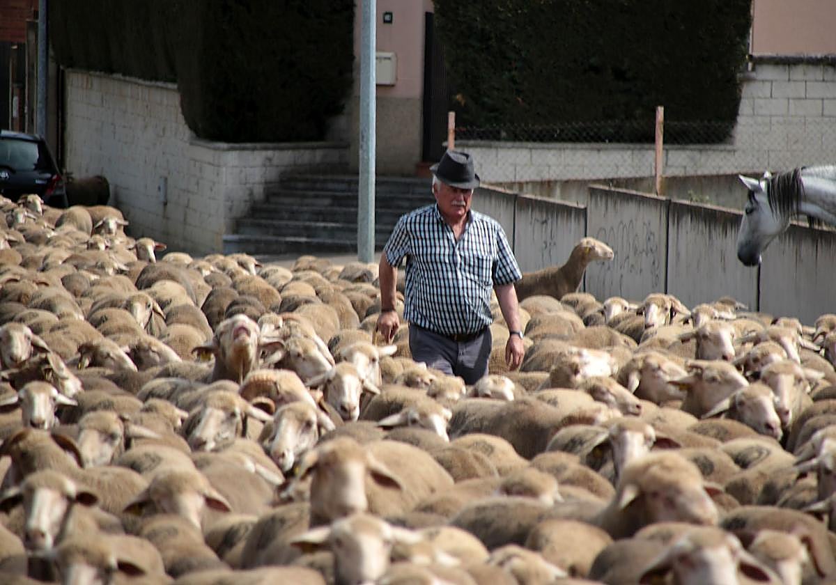 Un rebaño de 2.500 ovejas atraviesa León buscando pastos al norte