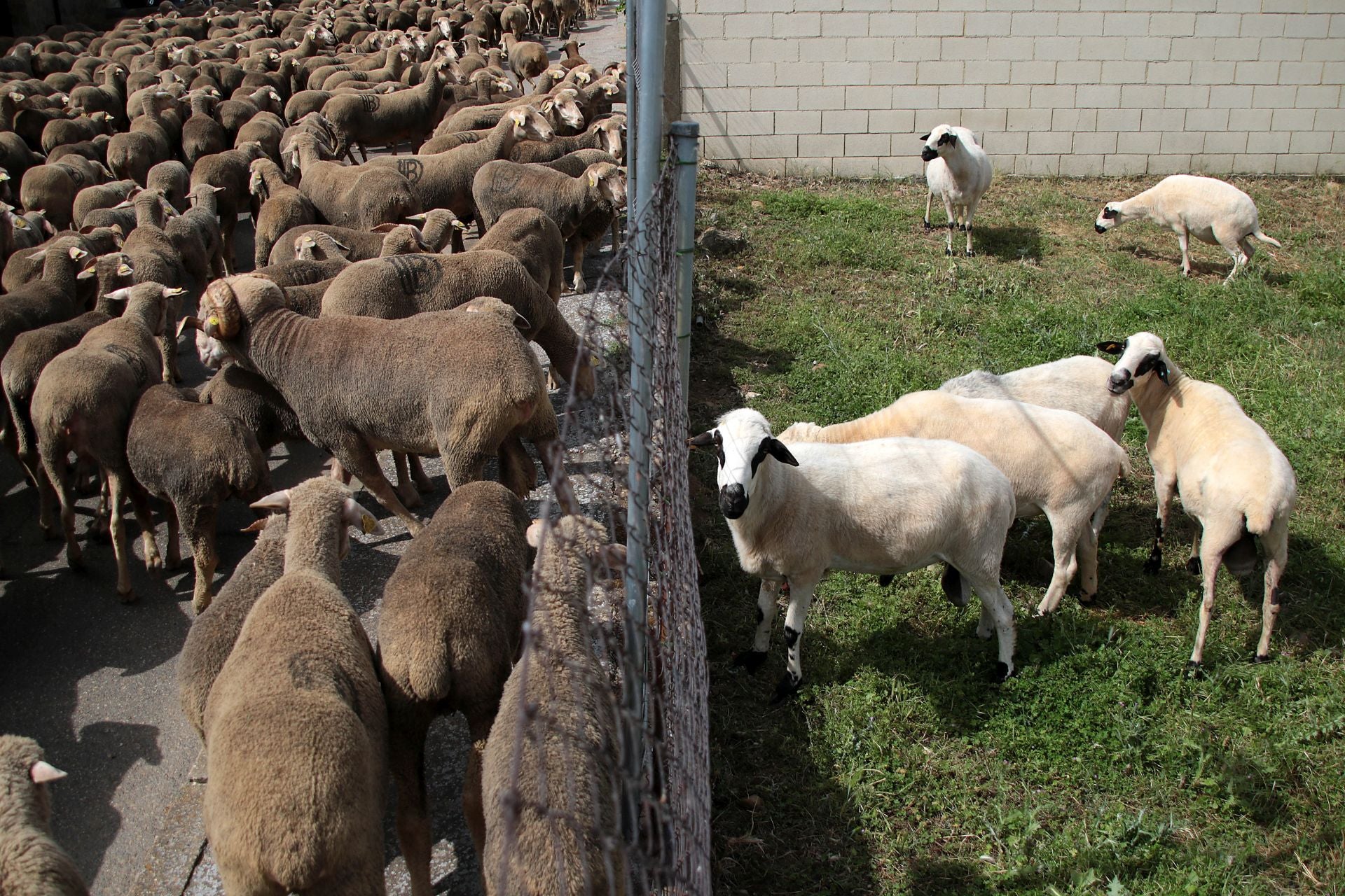 Un rebaño de 2.500 ovejas atraviesa León buscando pastos al norte