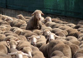 Un rebaño de 2.500 ovejas atraviesa León buscando pastizales al norte de la provincia.