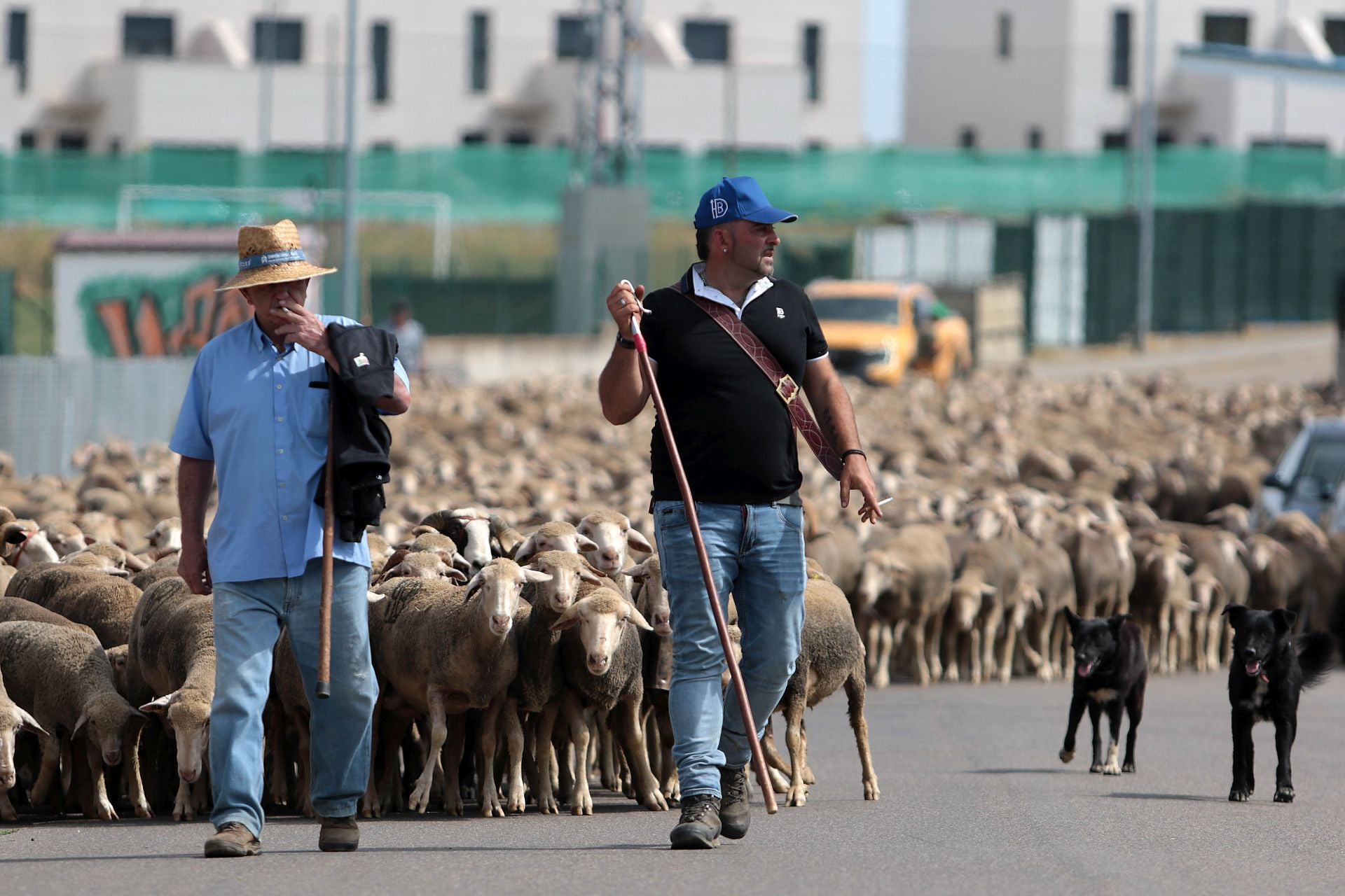 Un rebaño de 2.500 ovejas atraviesa León buscando pastos al norte