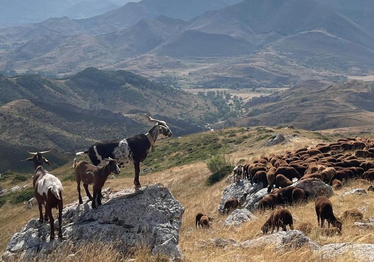 Imágenes de Babia durante la trashumancia