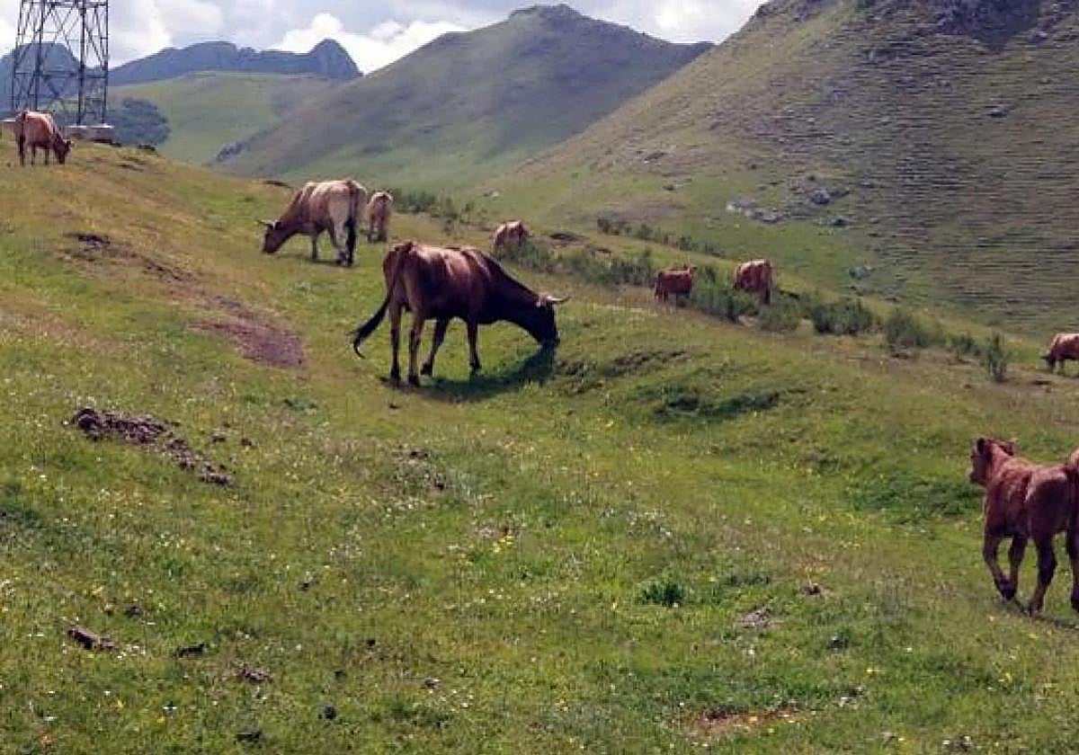 Vacas pastando en el puerto de Pinos.