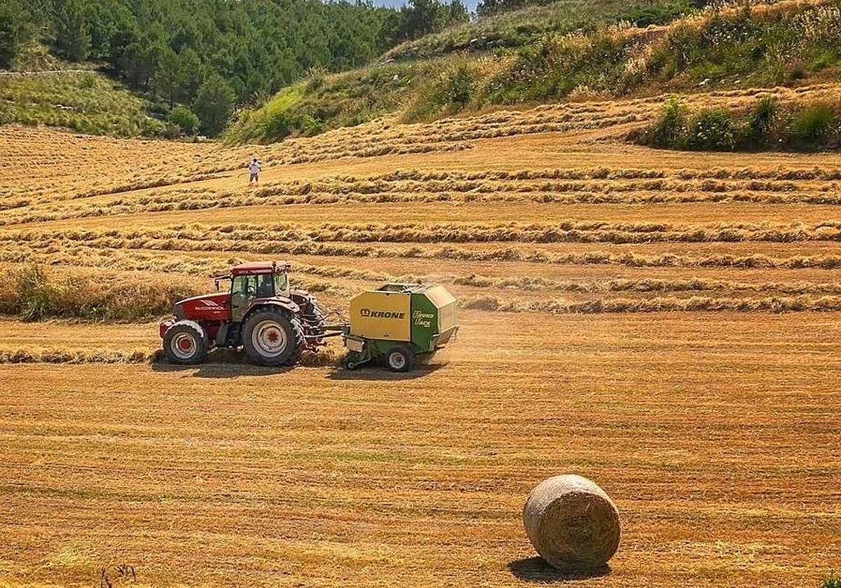 Asaja augura una cosecha «excepcionalmente buena» de cebada en León: más de 400.000 toneladas a recolectar