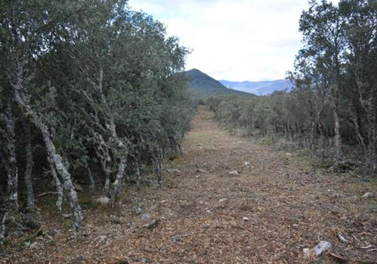 Imagen de archivo de una pista forestal.